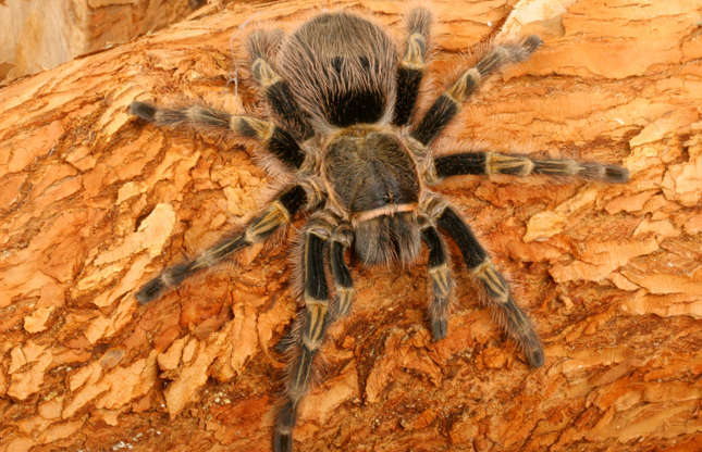 What aspects do you fear most about snakes and spiders?