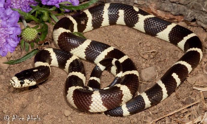What aspects do you fear most about snakes and spiders?