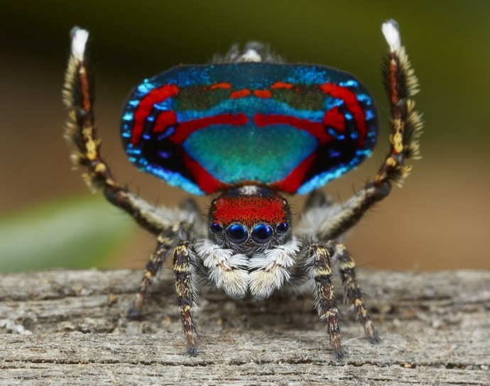 What aspects do you fear most about snakes and spiders?