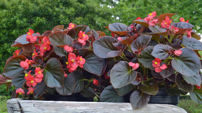 Are begonias toxic to cats?