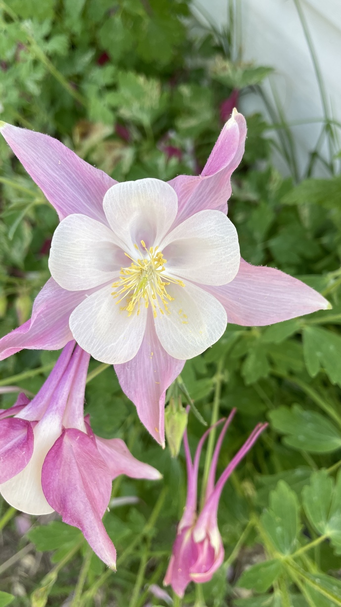 What is your favorite flower to grow?