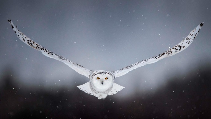 owls