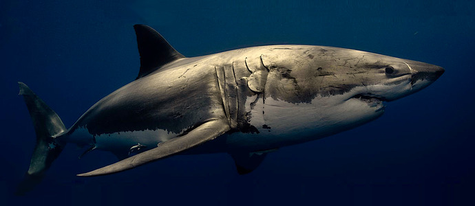 sharks