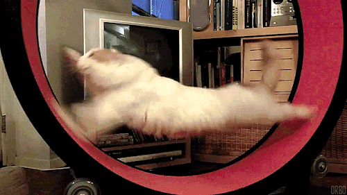 midnight zoomies...