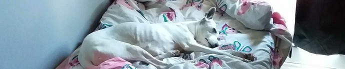 On Friday my dog Chase 14 passed away she had Cancer, Diabetes and Stomach issues so we decided to put her down read below?