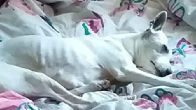 On Friday my dog Chase 14 passed away she had Cancer, Diabetes and Stomach issues so we decided to put her down read below?