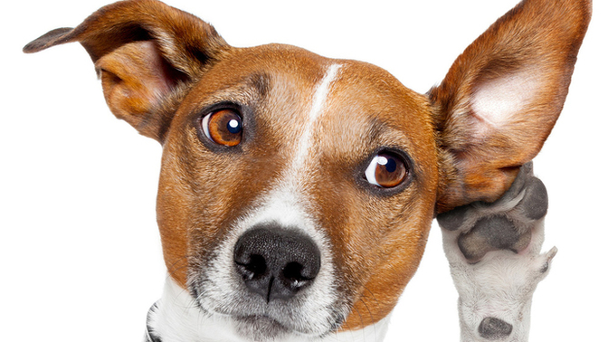 Why does my dog only listens to me but not others?