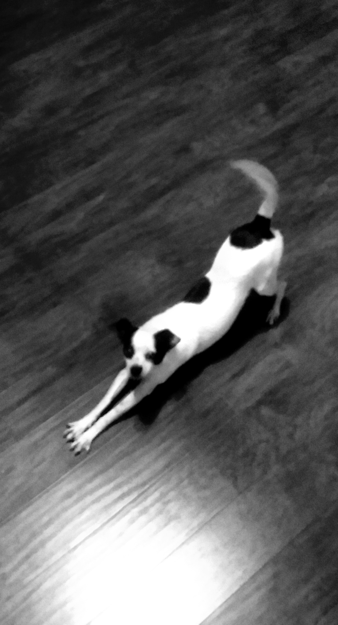 How much "human food" does your pet get?
