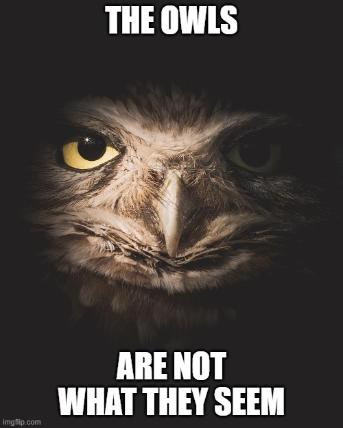What would you do if someone told you that ‘the owls are not what they seem’?