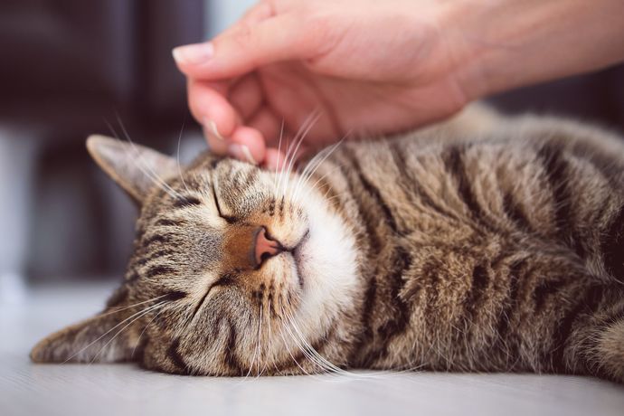 Do you meow back to cat 😺?