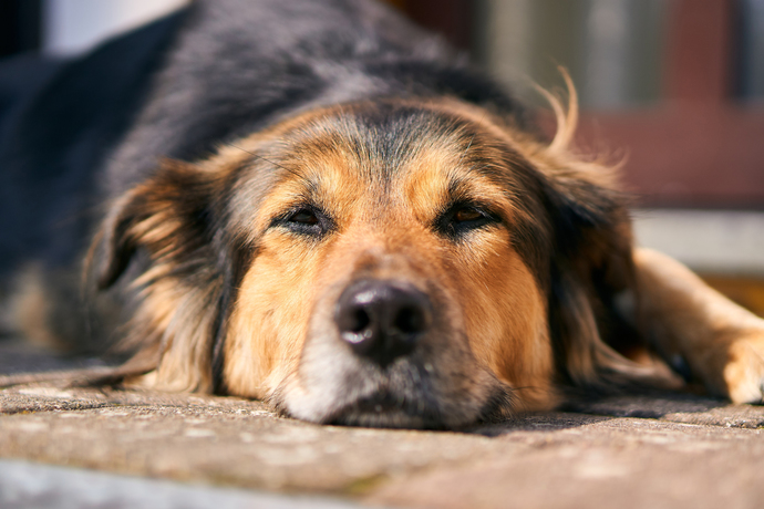 Do you kind of feel like an old dog/cat (especially at a young age)?