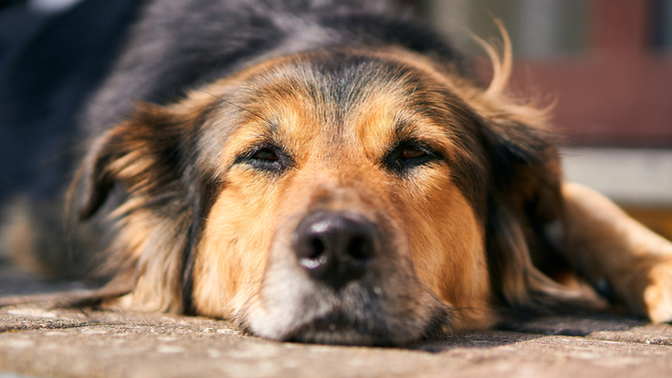 Do you kind of feel like an old dog/cat (especially at a young age)?