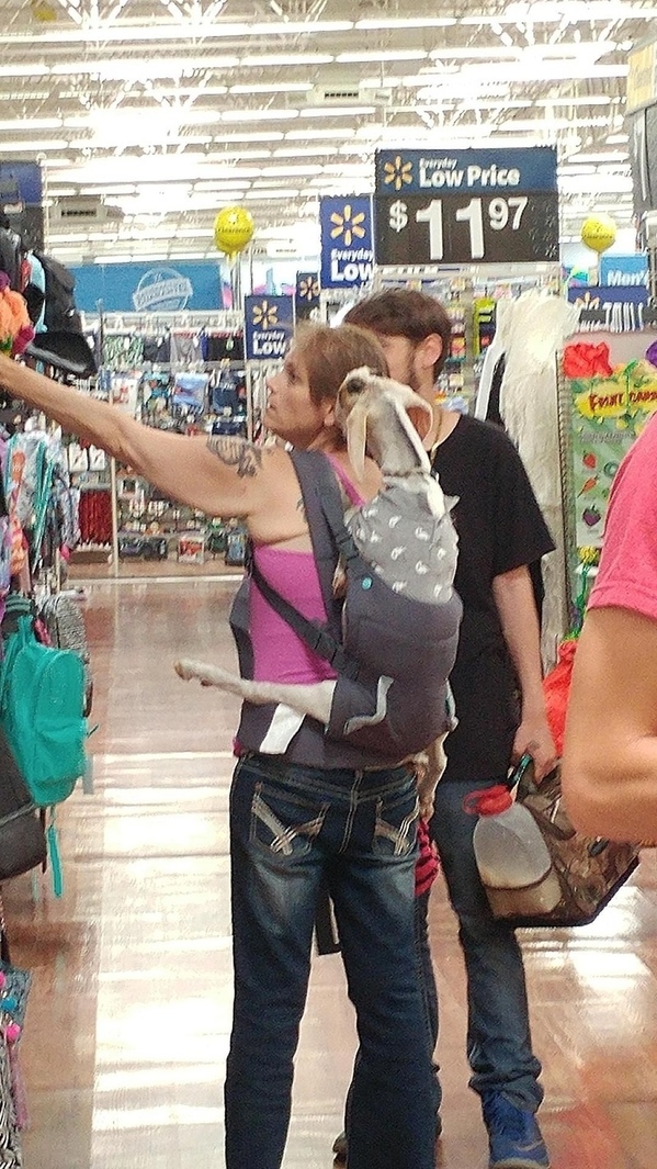 "I don't go anywhere without my therapy goat."