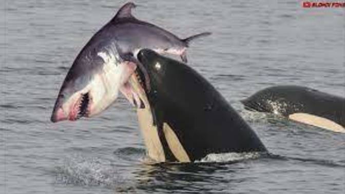 If killer whales kill sharks and other whales, why don't they prey on us?