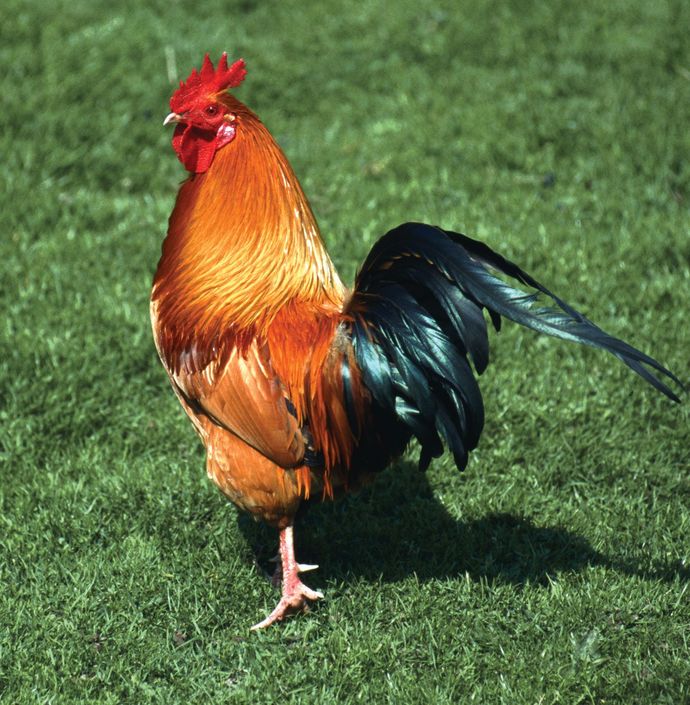 When you heard or read the word chicken with no context what are you thinking of first?