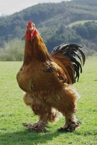 When you heard or read the word 'chicken' with no context what are you thinking of first?
