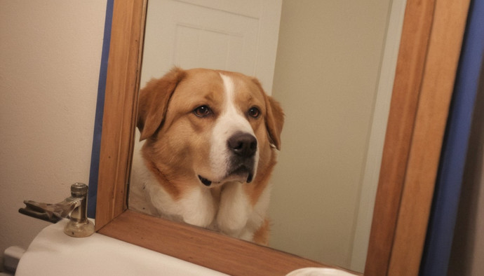 What do you see when you look in a mirror?