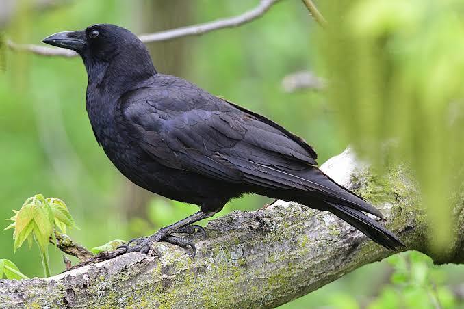 Crows have small brains so how can they remember who was nice to them?