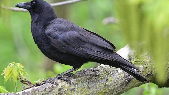 Crows have small brains so how can they remember who was nice to them?
