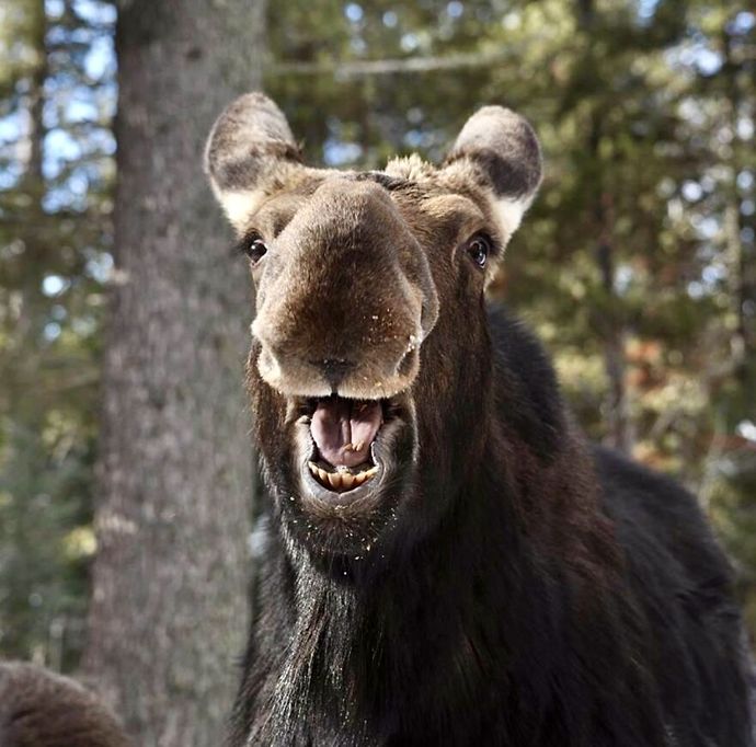 "Laughing Moose" By Kerry Singleton comedy-wildlife-photography-contest