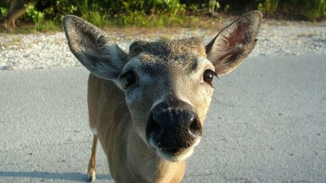Writing Game: "Are you calling me roadkill?" What preceded this?