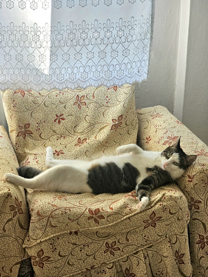 Do you have a pet? If so what kind of pet is it?