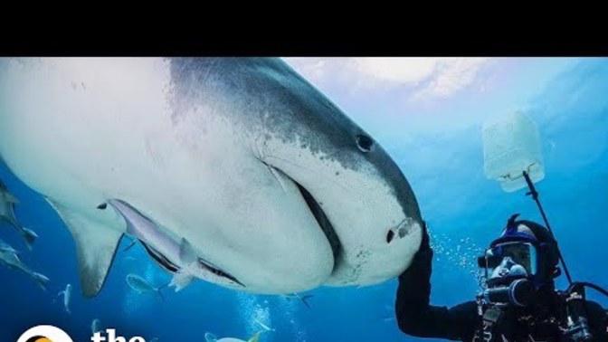 Do you really think a shark is capable of remembering or is this just pure luck?
