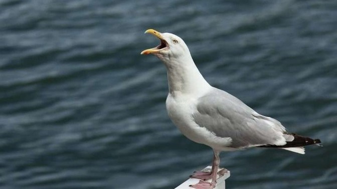 What's an animal you don't like and why?