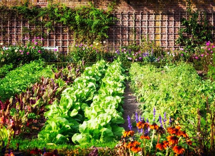 What are you planting in your garden this summer?