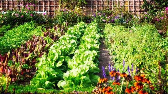 What are you planting in your garden this summer?