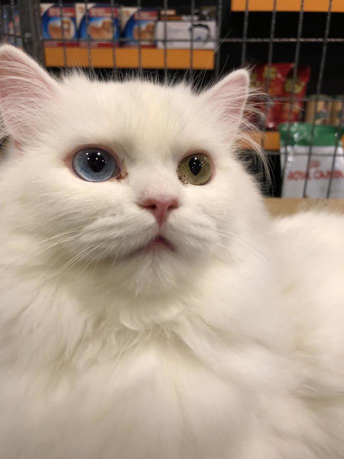 This is the cat I want 😍