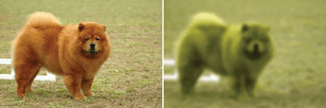 How dogs see the world?