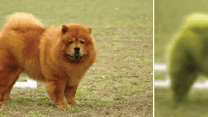 How dogs see the world?
