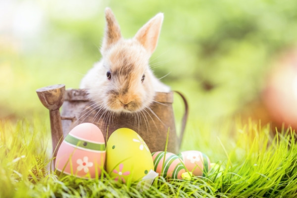 Do you celebrate Easter?