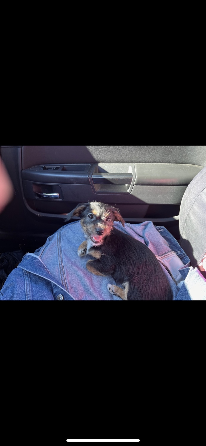 What type of dog is this?