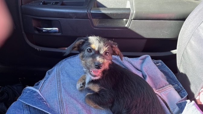 What type of dog is this?