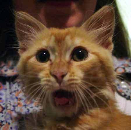 WHAT? That's not Fancy Feast!! 