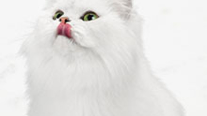Is Fancy Feast a good cat food?