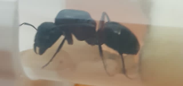 Queen Amber (shortly after arrival)