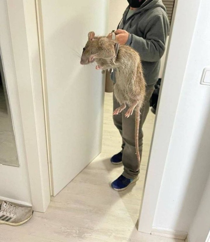 What would you do if you find this rat in your home, in the bedroom?