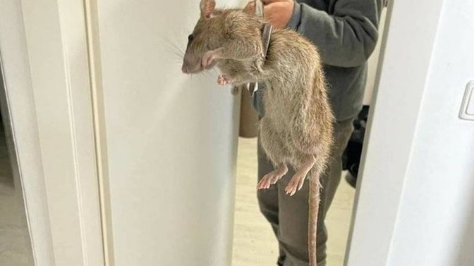 What would you do if you find this rat in your home, in the bedroom?