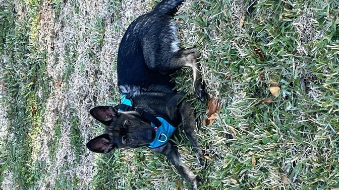 Trying make a Amazon wishlist for my dog/puppy what are something I should add?