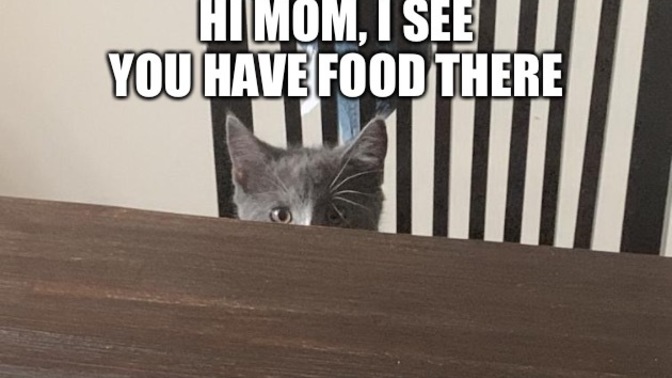 Do you ever good into arguments with your pets?