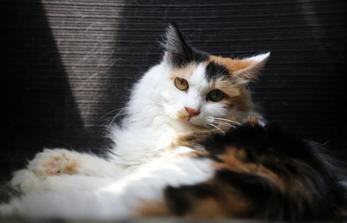 🐈