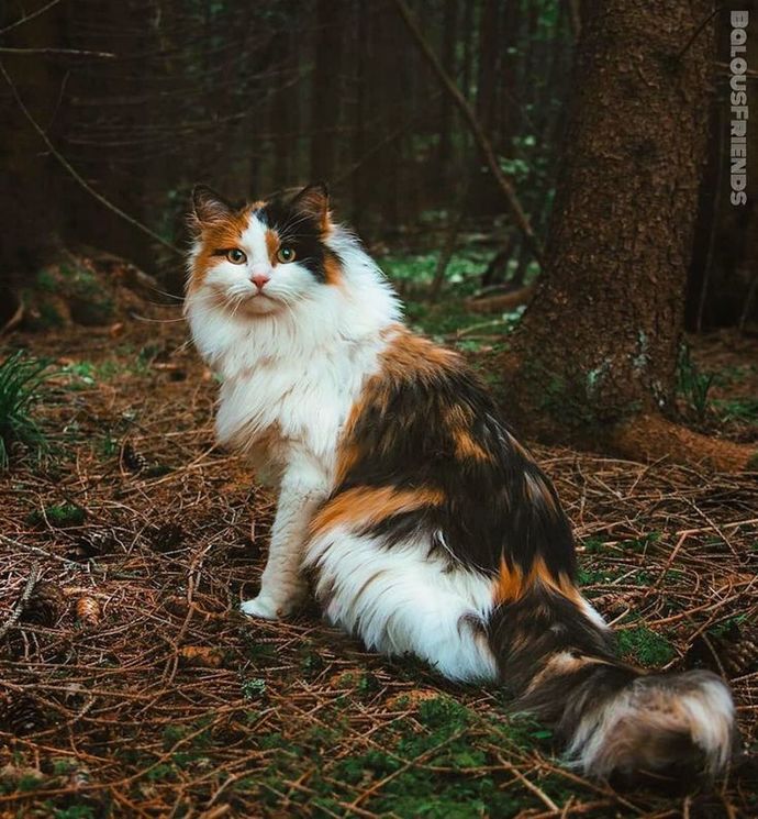 Definitely a cat...