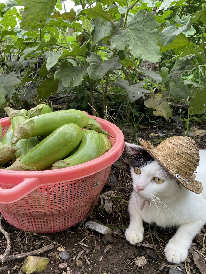 im farmer