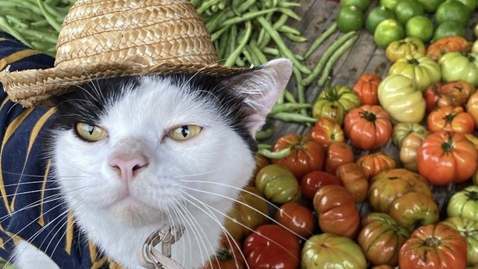 If your pet could have a job, what job would they have?