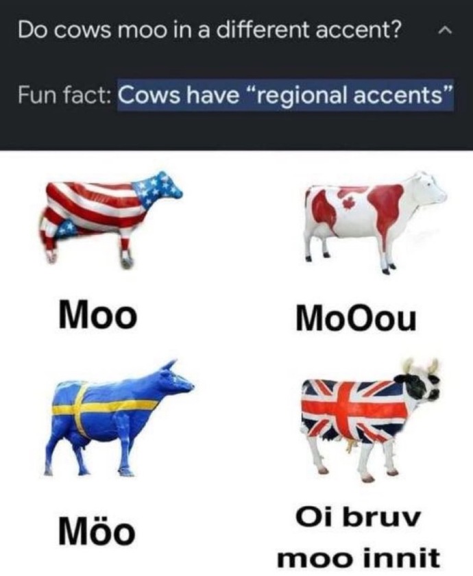 Did you know that cows have regional accents?
