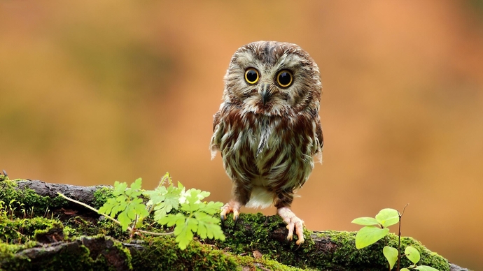 Are you more of an early bird or a night owl?