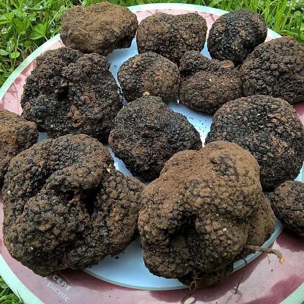 Have you ever eaten a truffle?